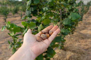 Naklejka na ściany i meble man's hand close-up with hazelnuts in the fall against the background of a nut garden. The concept of the harvest from the industrial garden