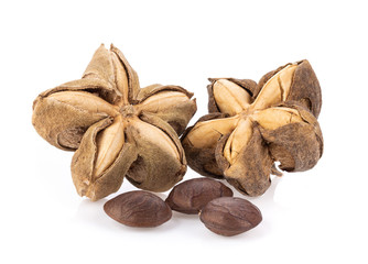 Sacha Inchi on white background full depth of field