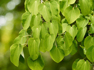 Fototapeta na wymiar Japanischer Kuchenbaum (Cercidiphyllum japonicum) oder Katsura. Hübsche grüne Blätter in Form von Herzen