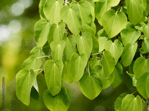 Japanischer Kuchenbaum (Cercidiphyllum Japonicum) Oder Katsura Hübsche  Grüne Blätter In Form Von Herzen Wall Mural-Marc