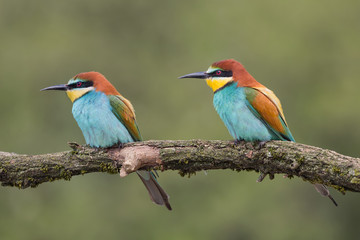 Engaged couple of European bee eaters (Merops apiaster)