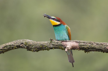Spectacular portrait of European bee eater (Merops apiaster)