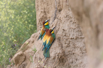 Making a nest, European bee eaters in action (Merops apiaster)
