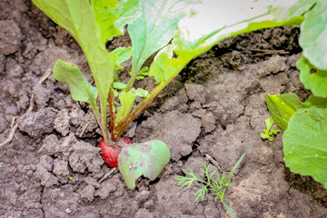 Vegetable radish in the ground with large leaves in the garden on a sunny day