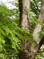 Japanischer Kuchenbaum (Cercidiphyllum japonicum) oder Katsura. Kodiforme Blätter, Dunkles und hartes Holz