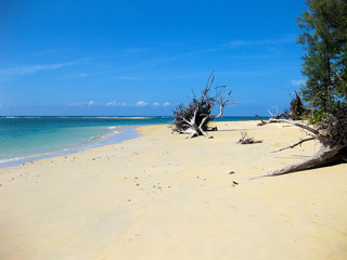 Driftwood against blue sky at Nai Yang beach near the airport of Phuket, Thailand