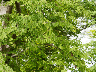 (Cercidiphyllum japonicum) Japanischer Kuchenbaum oder Katsura. Kodiforme Blätter