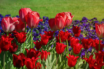 Naklejka premium Different red tulips on a flower meadow