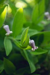 Wild clematis, clematis viticaulis, flowering in the Spring