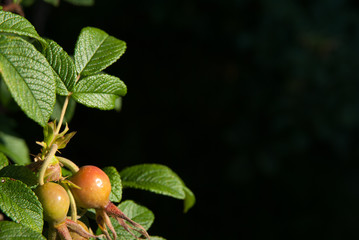 Rose hips on a stem with healthy green leafs with a black background
