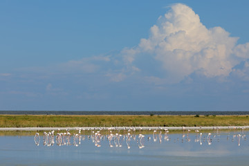 Fototapeta na wymiar Greater flamingos (Phoenicopterus roseus) foraging in shallow water, Etosha National Park, Namibia.