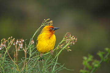 Male Cape weaver (Ploceus capensis) perched on a plant, South Africa.