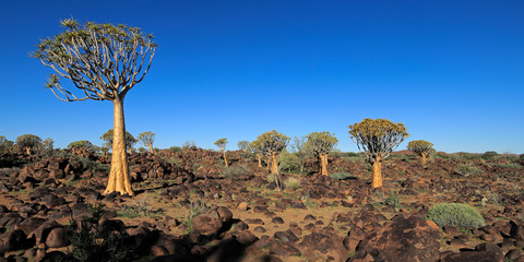 Fototapeta na wymiar Panoramic landscape of quiver trees (Aloe dichotoma) and granite rocks, Namibia.