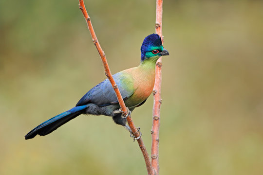 Colorful purple-crested turaco (Tauraco porphyreolophus), South Africa.