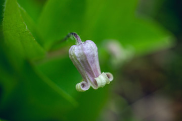 Wild clematis, clematis viticaulis, flowering in the Spring