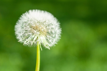 Beautiful white dandelion with seeds on a blurred green background