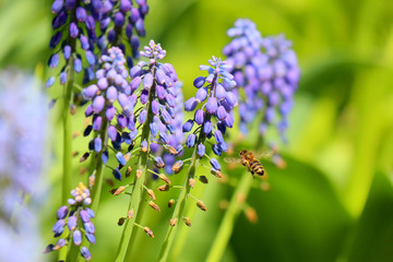 blue flowers on green background