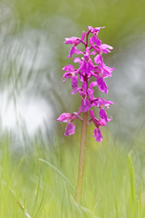 Obraz premium orchis mâle