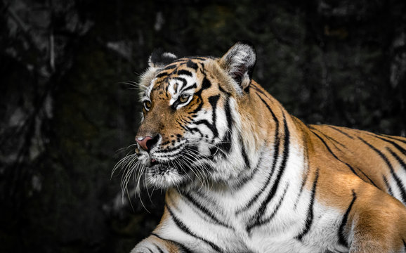 tiger with dramatic tone
