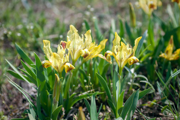 Fototapeta premium wild irises
