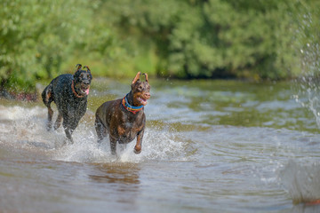 two dobermans run and play in the water with splashes