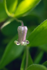 Wild clematis, clematis viticaulis, flowering in the Spring