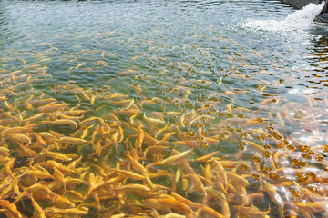 Feeding rainbow trout breed Adler amber in the pond. The splashes of water from the falling of granules of mixed fodders