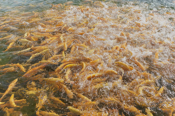Feeding rainbow trout breed Adler amber in the pond. Numerous splashes of water from the movement of fish - boiling. Sunny day