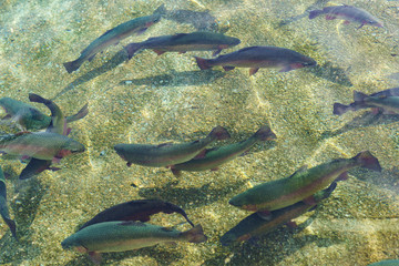 Beautiful large grey rainbow trout swim in the clear water. Breeding fish