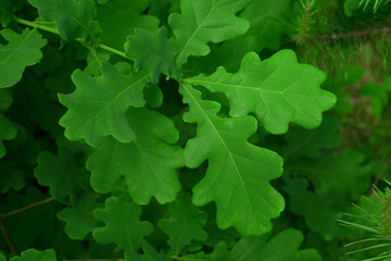 spring oak green leaves background - Powered by Adobe