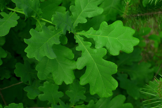 spring oak green leaves background