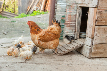 Close up yellow chicks on the floor , Beautiful yellow little chickens, Group of yellow chicks
