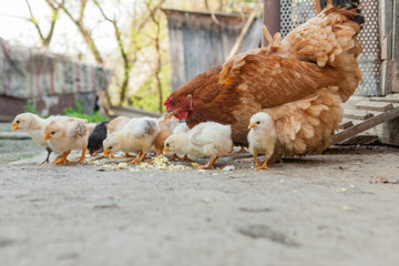 Close up yellow chicks on the floor , Beautiful yellow little chickens, Group of yellow chicks