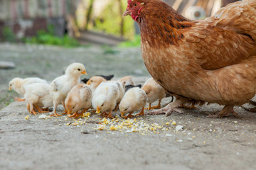 Close up yellow chicks on the floor , Beautiful yellow little chickens, Group of yellow chicks