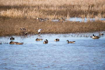 Canada Geese floating and resting in a wildlife conservation area pond during a peaceful spring morning, Cacouna, Quebec, Canada