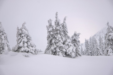 Naklejka premium Snow covered trees in Carpathian mountains
