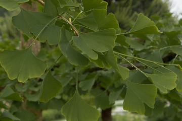 Beautifully sunlit ginkgo leaves with shallow dof. Outdoor ginkgo biloba leaves ,Closeup