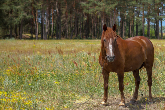 A horse in a forest glade. A bright summer photo. The nature of the village