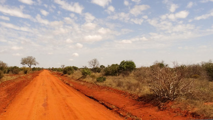 Fototapeta na wymiar savanna road in summer season