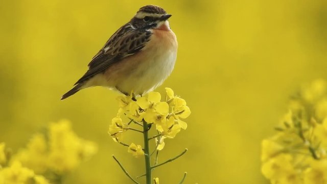 Braunkehlchen (Saxicola rubetra) im Rapsfeld