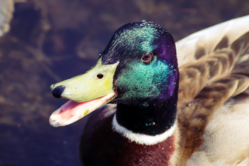 male mallard duck