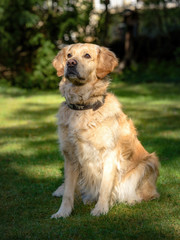 Obraz premium Golden Retriever