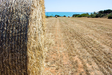 Round Hay bale in the countryside with blue sky and sea view, Sicily