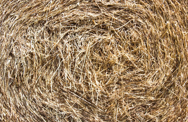Round Hay bale in the countryside, texture