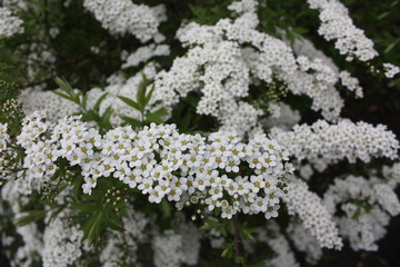  flowering spirea bushes in the city Park  