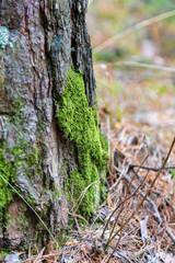 Moss on a tree in the forest. Siberia