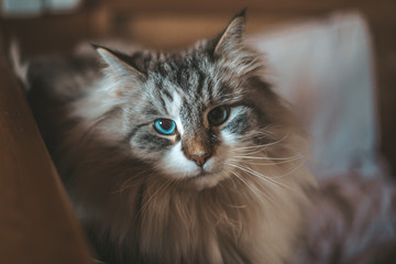 portrait of cat with eyes on blue background