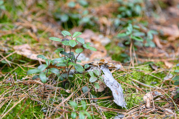 Lingonberry sprouts in the spring in the forest