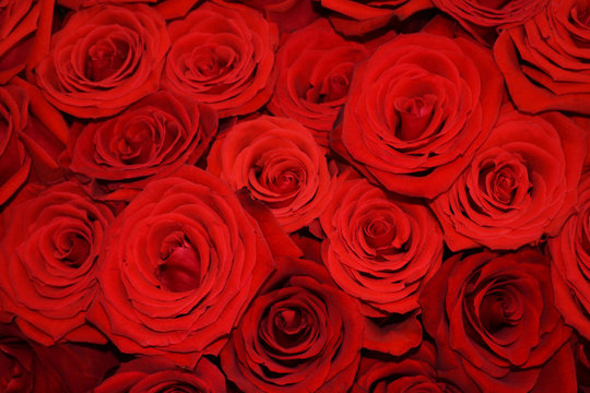Natural background of red roses. Many roses in the background.