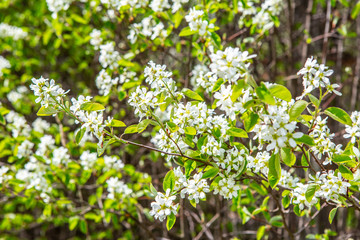 white flowers in the garden
